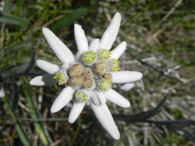 Edelweiss