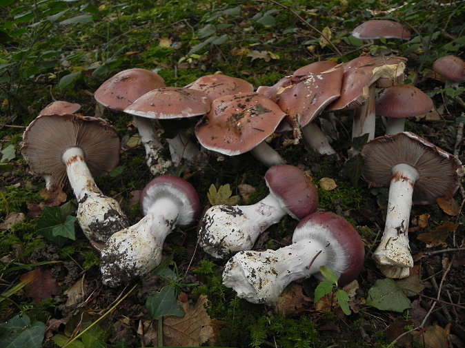 Cortinaire remarquable